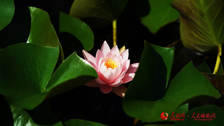 In pics: Baiyangdian Lake’s grand lotus garden in Xiong'an New Area springs to life with delicate blooms of colorful lotus flowers