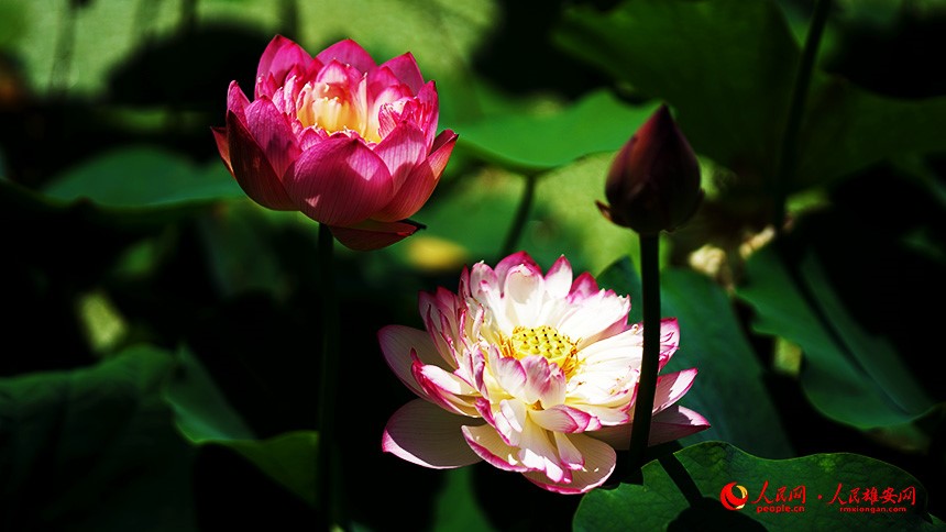 In pics: Baiyangdian Lake’s grand lotus garden in Xiong'an New Area springs to life with delicate blooms of colorful lotus flowers