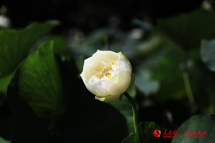 In pics: Baiyangdian Lake’s grand lotus garden in Xiong'an New Area springs to life with delicate blooms of colorful lotus flowers