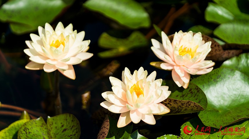 In pics: Baiyangdian Lake’s grand lotus garden in Xiong'an New Area springs to life with delicate blooms of colorful lotus flowers