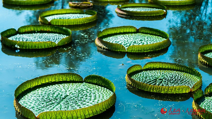 In pics: Baiyangdian Lake’s grand lotus garden in Xiong'an New Area springs to life with delicate blooms of colorful lotus flowers