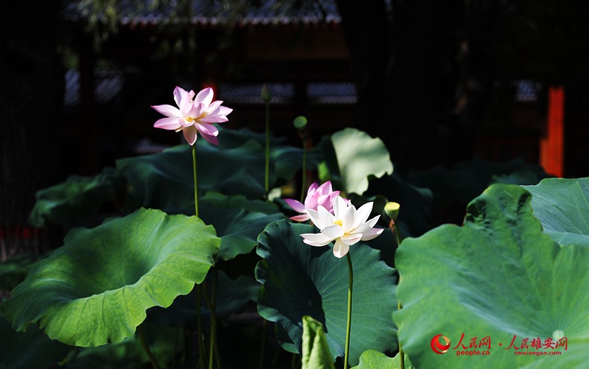 In pics: Baiyangdian Lake’s grand lotus garden in Xiong'an New Area springs to life with delicate blooms of colorful lotus flowers