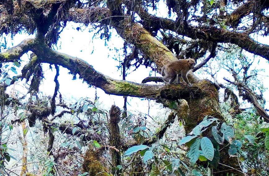 Two rare monkey species live in harmony atop one tree in SW China's Yunnan