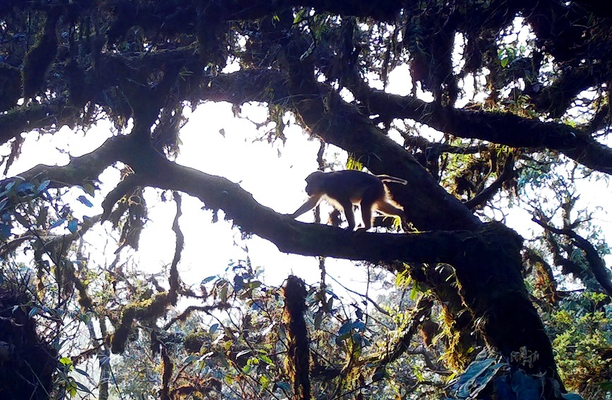 Two rare monkey species live in harmony atop one tree in SW China's Yunnan