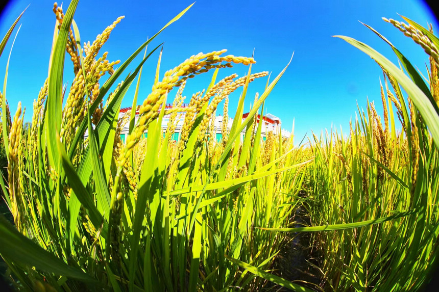 Farmers deploy harvesters to reap rice fields in NE China's Heilongjiang as autumn harvest season approaches