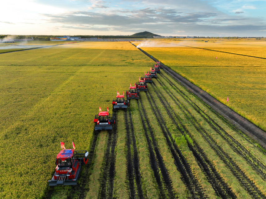 Farmers deploy harvesters to reap rice fields in NE China's Heilongjiang as autumn harvest season approaches