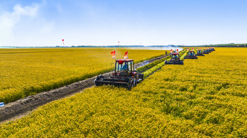 Farmers deploy harvesters to reap rice fields in NE China's Heilongjiang as autumn harvest season approaches