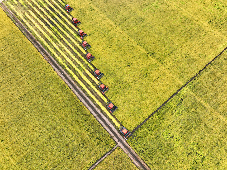 Farmers deploy harvesters to reap rice fields in NE China's Heilongjiang as autumn harvest season approaches