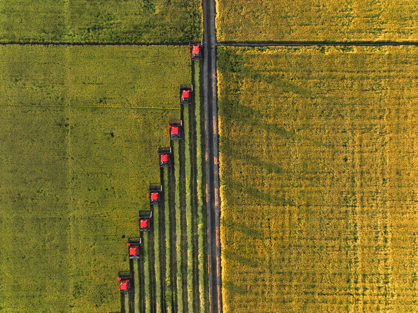 Farmers deploy harvesters to reap rice fields in NE China's Heilongjiang as autumn harvest season approaches