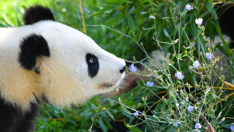 Giant pandas celebrate third birthday in Zoo Berlin