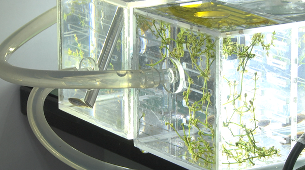 Plant growth experiment well underway in lab module Wentian of China's space station
