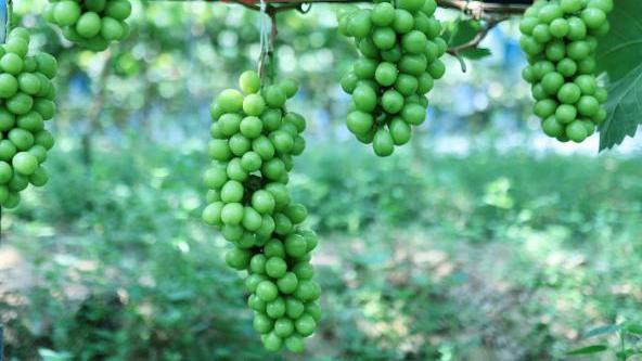 Highly-coveted Shine Muscat grape variety grown in China's Xichang reaches tables across country thanks to e-commerce