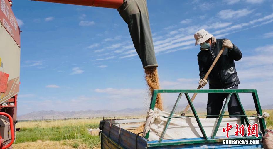 County in NW China's Qinghai embraces bumper harvest for multiple crops