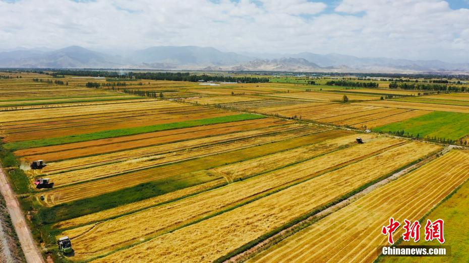 County in NW China's Qinghai embraces bumper harvest for multiple crops