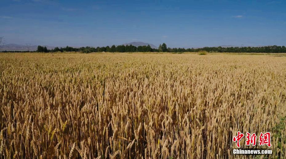 County in NW China's Qinghai embraces bumper harvest for multiple crops