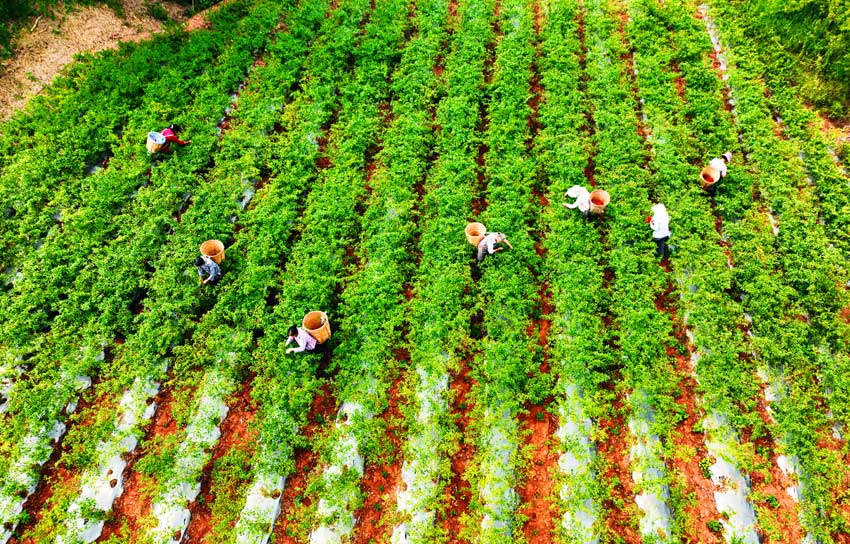 Stunning scenery of red soil terraces dazzles visitors to Rongxian in SW China