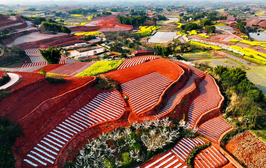 Stunning scenery of red soil terraces dazzles visitors to Rongxian in SW China