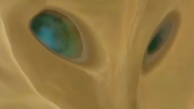 Fox face appears on desert