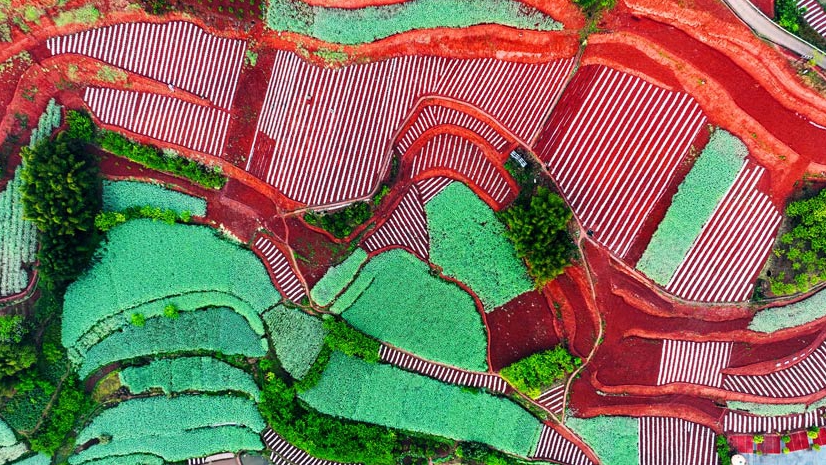 Stunning scenery of red soil terraces dazzles visitors to Rongxian in SW China