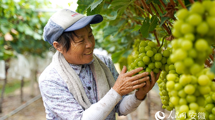 Farmer in E China's Anhui rakes in bountiful profits thanks to grape planting