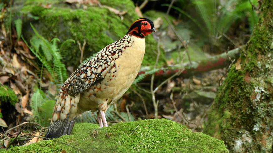 Endangered cabot's tragopans spotted at national nature reserve in SE China’s Fujian