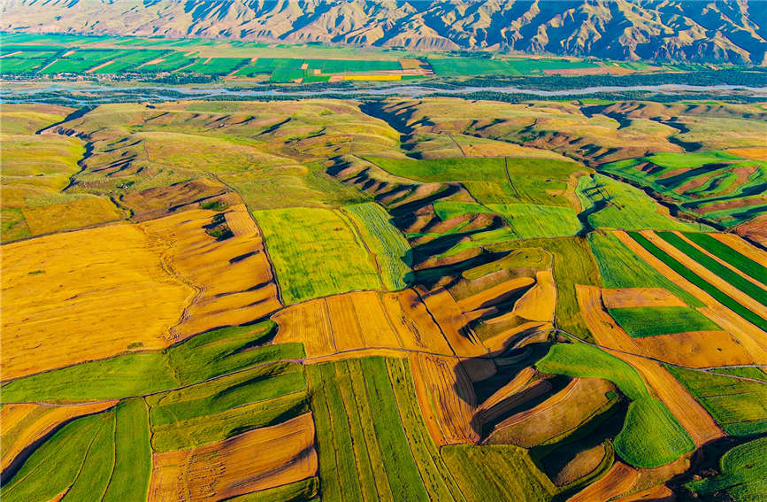 Harvest season turns farmlands into colorful palette in China's Xinjiang