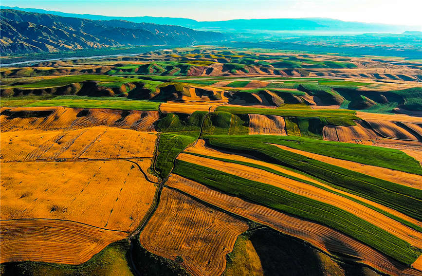 Harvest season turns farmlands into colorful palette in China's Xinjiang