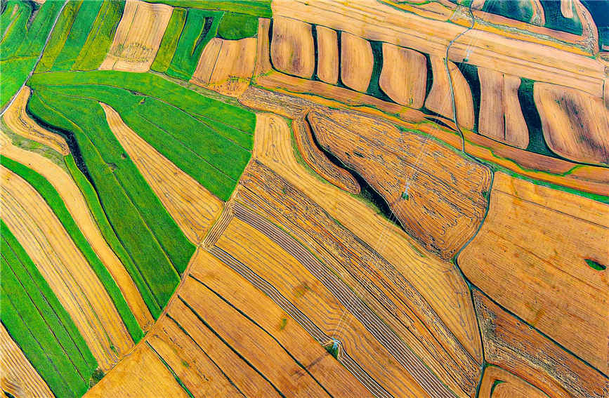 Harvest season turns farmlands into colorful palette in China's Xinjiang