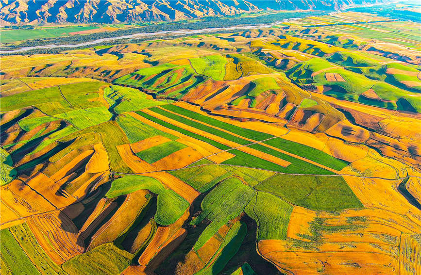 Harvest season turns farmlands into colorful palette in China's Xinjiang