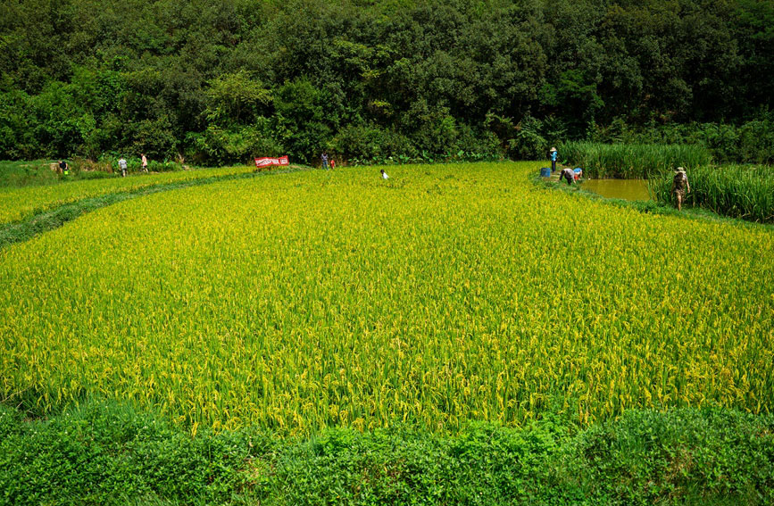 Villagers in SW China's Yunnan harvest fish in paddy fields