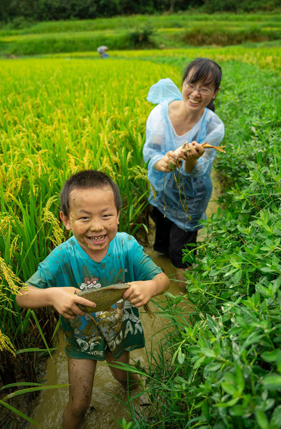 Villagers in SW China's Yunnan harvest fish in paddy fields