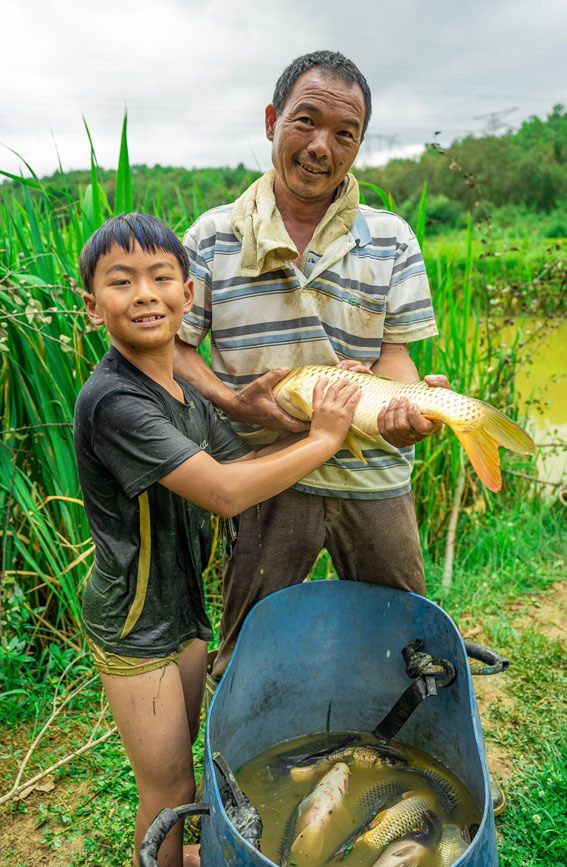 Villagers in SW China's Yunnan harvest fish in paddy fields