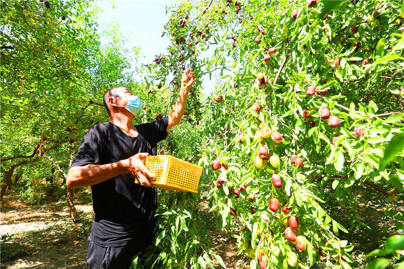 Farmers busy picking early-maturing red dates during harvest season in China’s Xinjiang