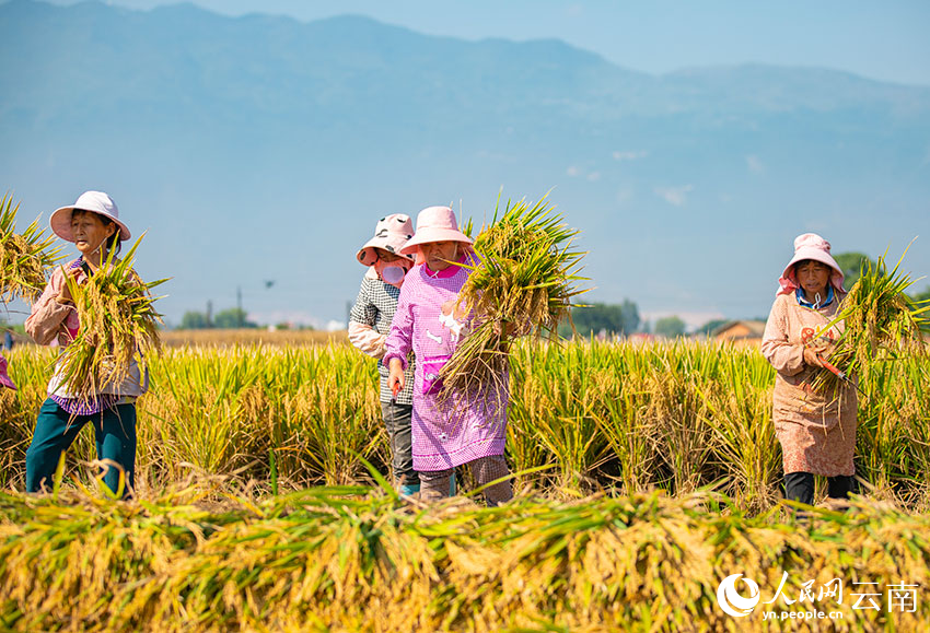 Super hybrid rice variety achieves unit yield of over 1,000 kg in SW China's Yunnan