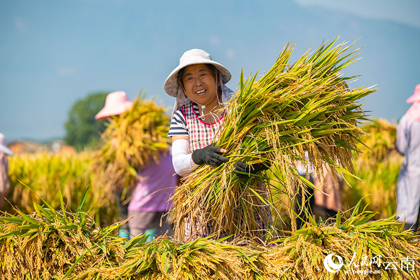 Super hybrid rice variety achieves unit yield of over 1,000 kg in SW China's Yunnan