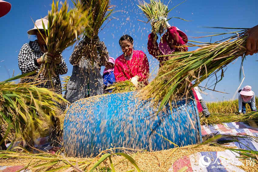 Super hybrid rice variety achieves unit yield of over 1,000 kg in SW China's Yunnan