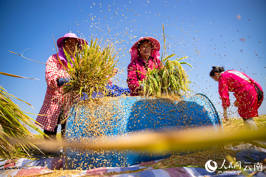 Super hybrid rice variety achieves unit yield of over 1,000 kg in SW China's Yunnan