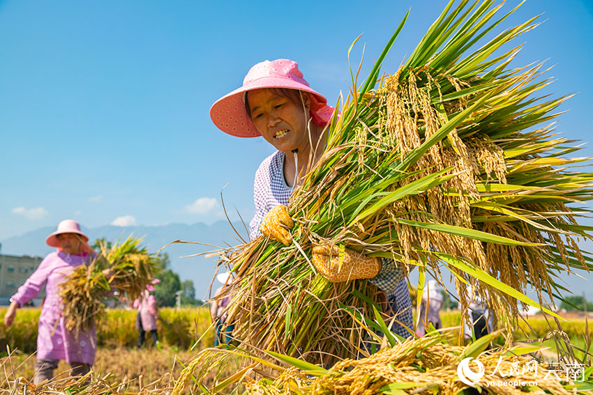 Super hybrid rice variety achieves unit yield of over 1,000 kg in SW China's Yunnan