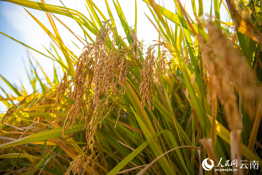 Super hybrid rice variety achieves unit yield of over 1,000 kg in SW China's Yunnan