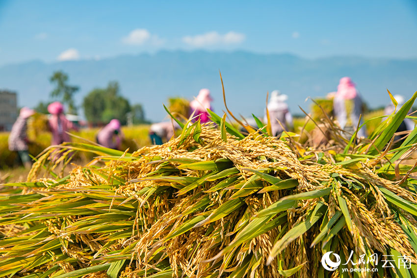 Super hybrid rice variety achieves unit yield of over 1,000 kg in SW China's Yunnan