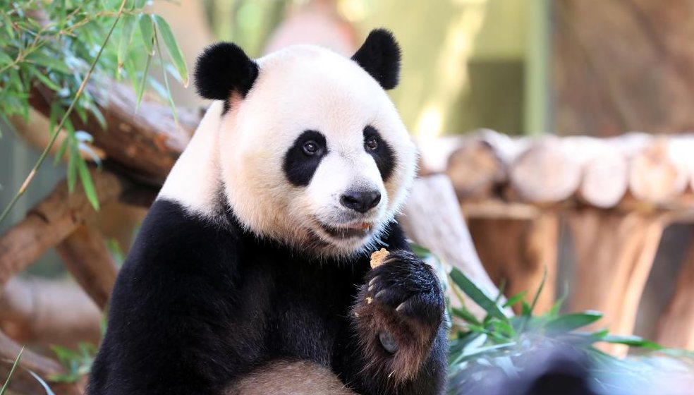 Giant panda triplets enjoy special "mooncakes" on Mid-Autumn Festival