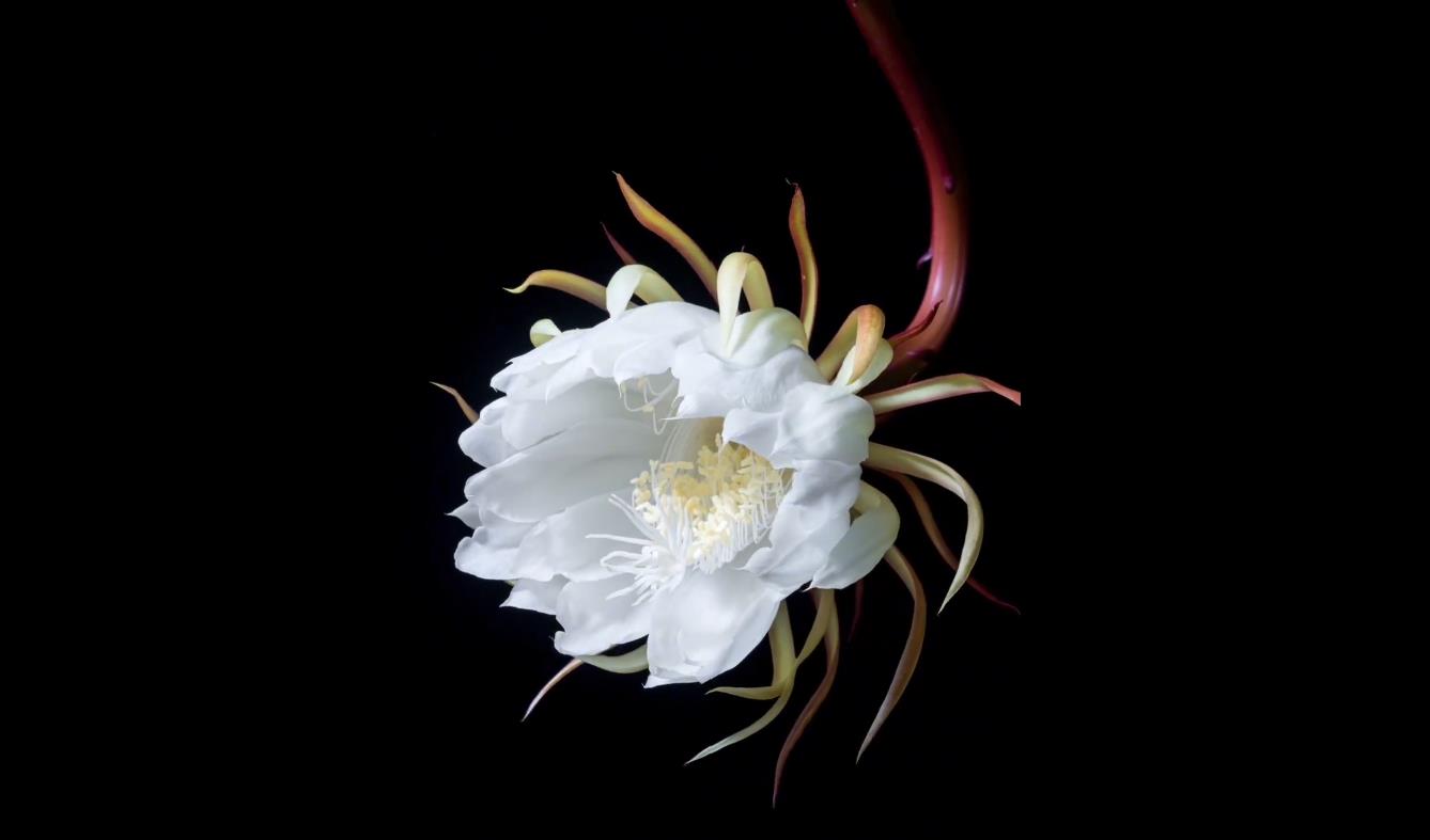 Enjoy epiphyllum blooming in 15 seconds
