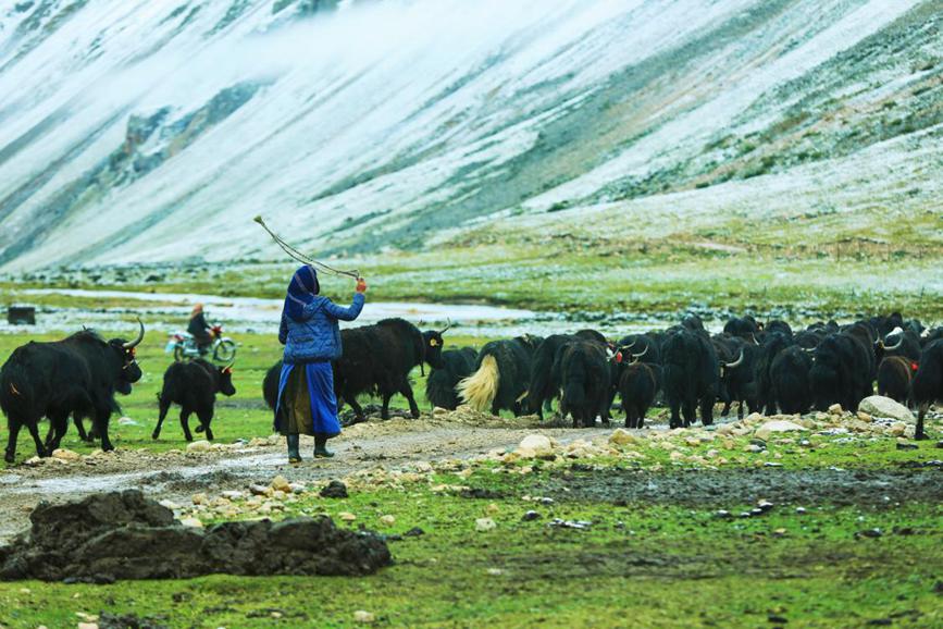 Herdsmen in SW China's Xizang transfer livestock to autumn pastures