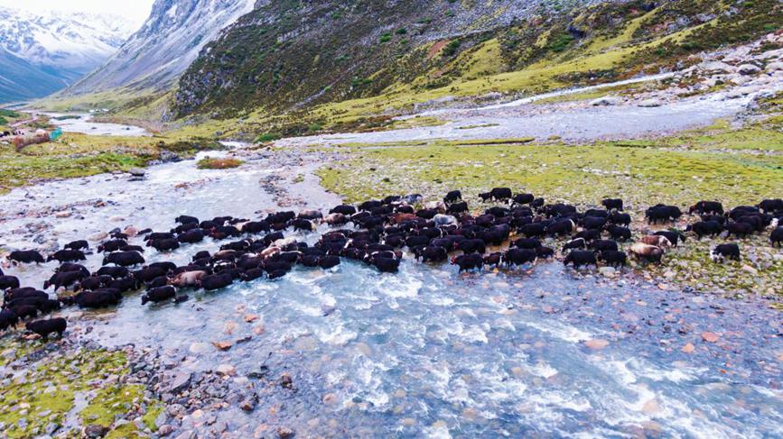 Herdsmen in SW China's Xizang transfer livestock to autumn pastures