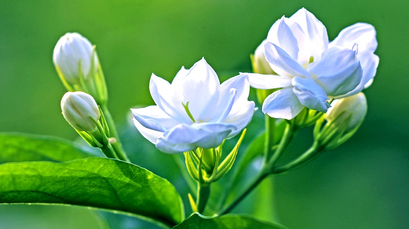 Jasmine flowers grows into a prosperous industry in Guangxi’s Hengzhou