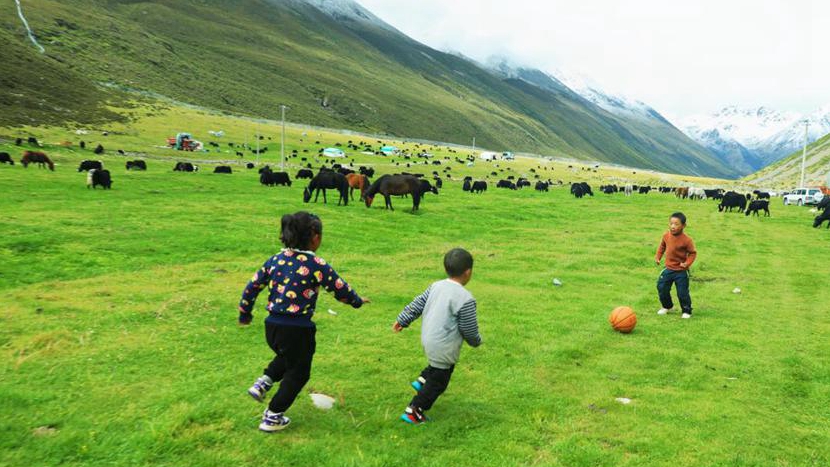 Herdsmen in SW China's Xizang transfer livestock to autumn pastures