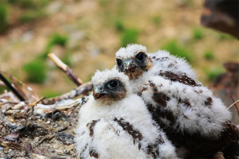 Photographer takes pictures of rare wild animals in China's Sanjiangyuan National Park