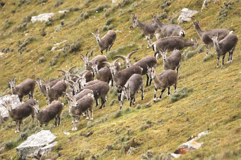 Photographer takes pictures of rare wild animals in China's Sanjiangyuan National Park