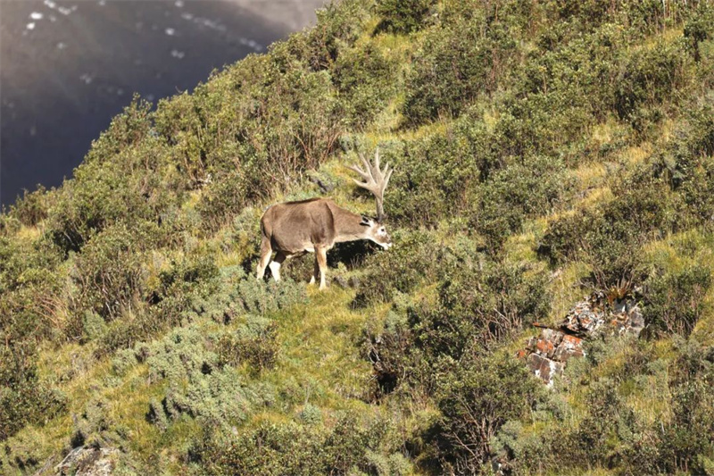 Photographer takes pictures of rare wild animals in China's Sanjiangyuan National Park