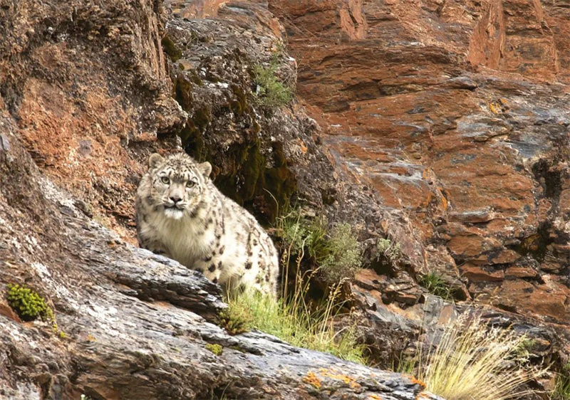 Photographer takes pictures of rare wild animals in China's Sanjiangyuan National Park